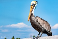 Brown Pelican Portrait