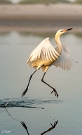 Egret  Hopping