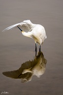 Egret Preening