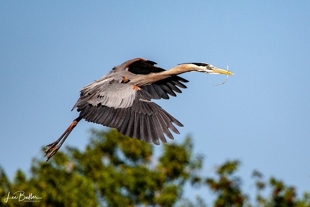 Great Blue Heron Arriving