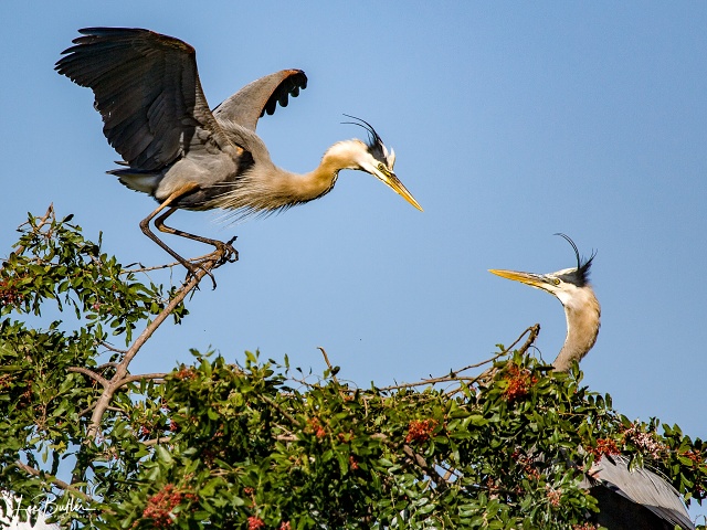 Great Blue Heron Hovering
