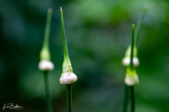 Allium Buds