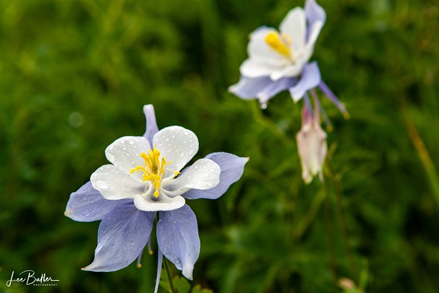 Columbines[4]