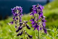 Lupine - Crested Butte, CO