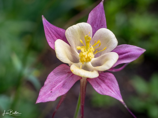 Red Columbine