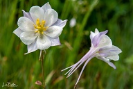Columbines - Crested Butte, CO