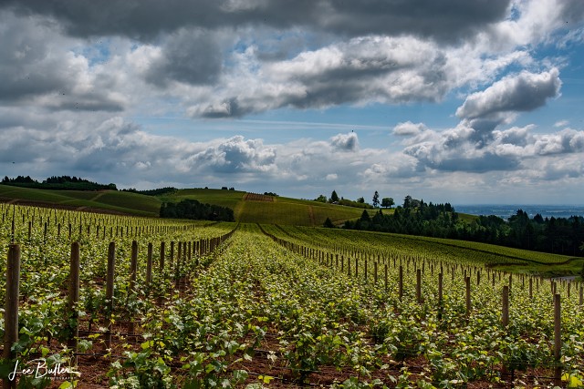 Oregon Wine Country